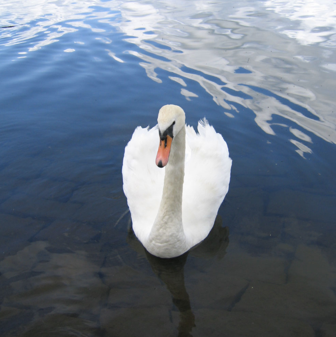 Camille Saint Saens Le cygne Noten für Piano downloaden für Anfänger